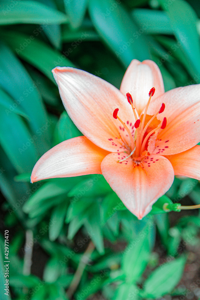 Obraz premium スカシユリ