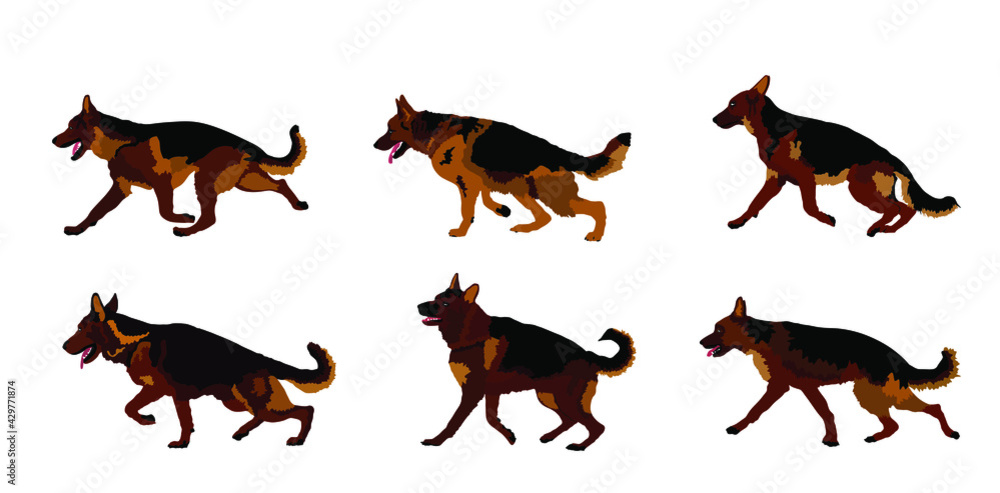 Portrait of German Shepherd running dog vector illustration isolated. Man's best friend. Lovely pet. Dog show exhibition. Finder detect explosives and drugs. Rescue finding dog. Smart animal.