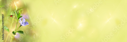 Tableau sur toile Wide-screen defocused background with a periwinkle flower and a ladybug