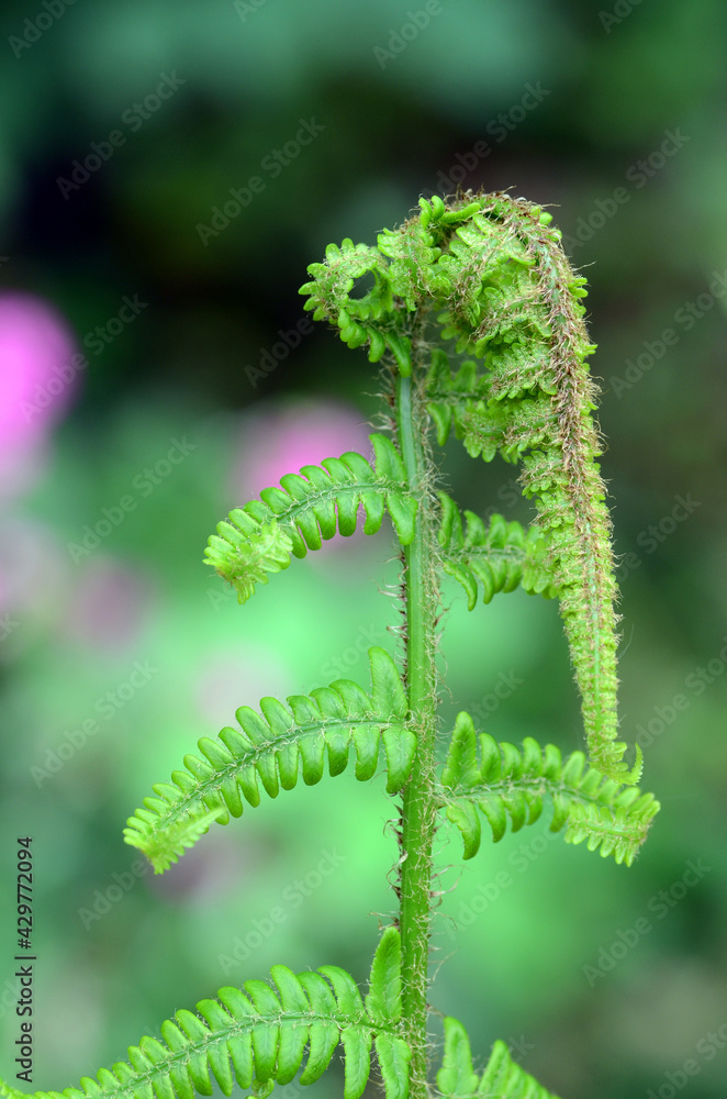 Fototapeta premium Young fern leaves growing in a forest