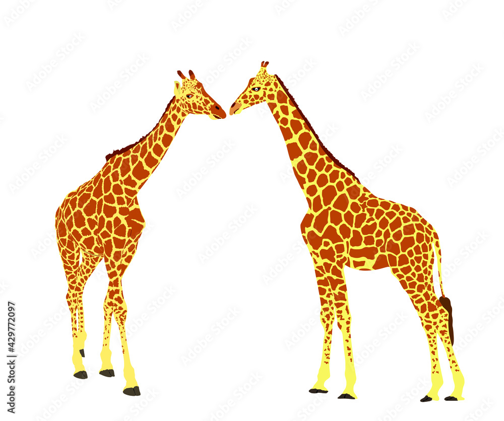 Couple of Giraffes in love vector illustration isolated on white background. African animal. Tallest animal. Safari trip attraction. Big five. Giraffe kissing before mating. Couple of Giraffes in love vector illustration isolated on white background. African animal. Tallest animal. Safari trip attraction. Big five. Giraffe kissing before mating.