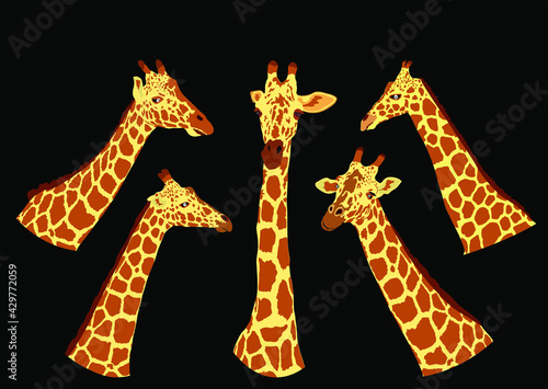 Giraffe vector illustration isolated on black background. African animal. Tallest animal. Safari trip attraction. Big five. Curious giraffe face. Funny cartoon animal.
