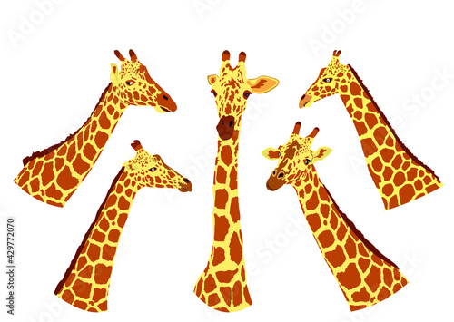 Giraffe vector illustration isolated on white background. African animal. Tallest animal. Safari trip attraction. Big five. Curious giraffe face. Funny cartoon animal.