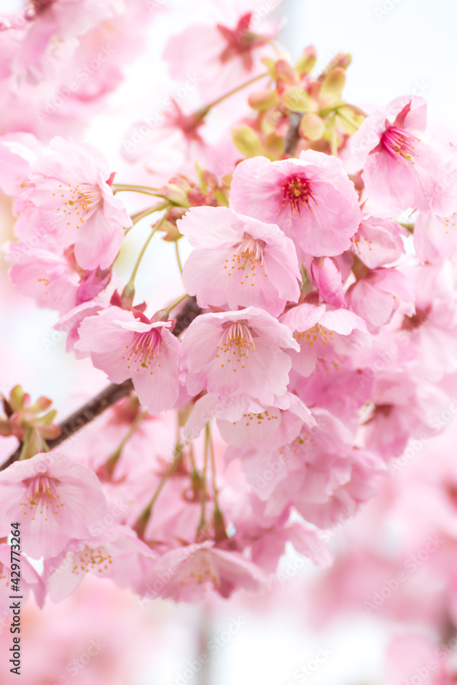 桜の花　春のイメージ