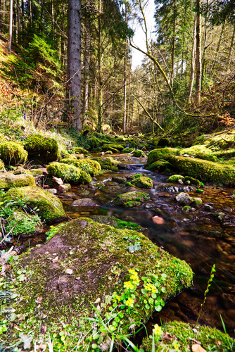 Bach im Wald