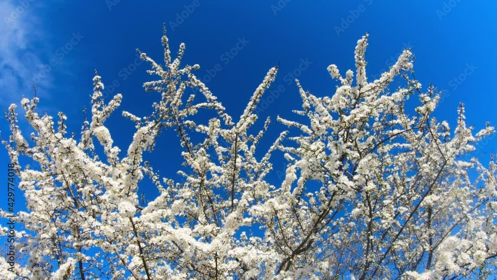 Blooming tree with white flowers on blue sky in spring time. Blooming tree with white flowers on blue sky in spring time.