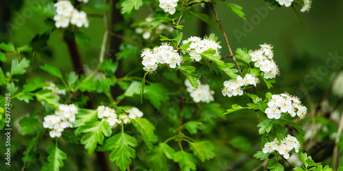 Obraz na plátne Arbrisseau: Aubépine dans les bois