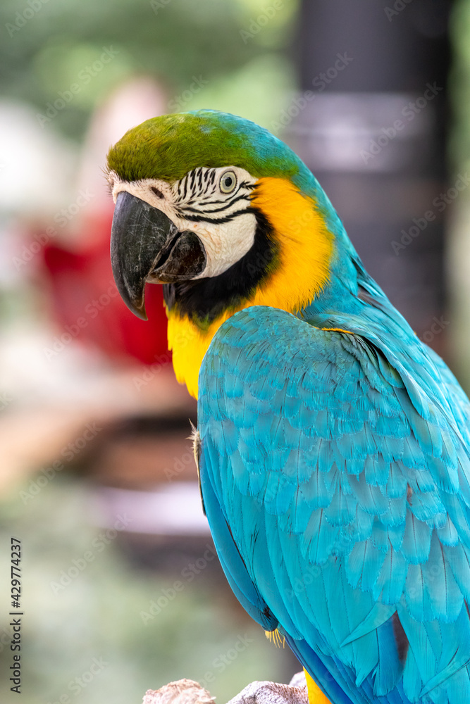 ルリコンゴウインコのポートレート