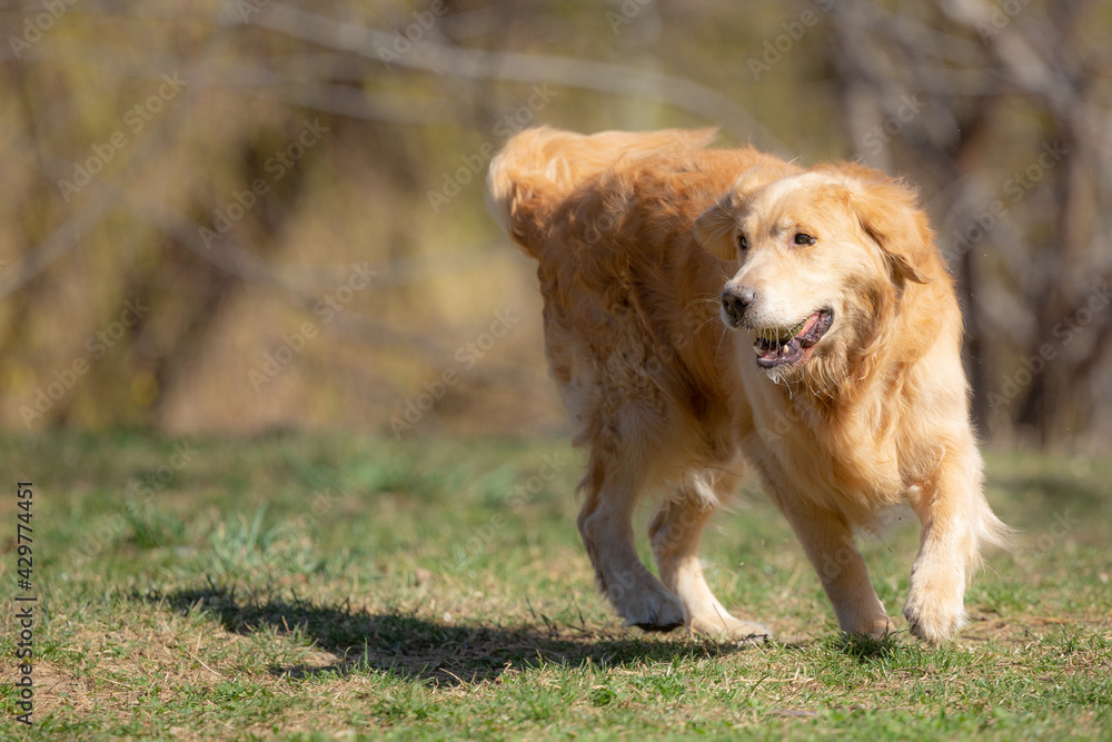 A beautiful Golden Retriever is runing in the grass