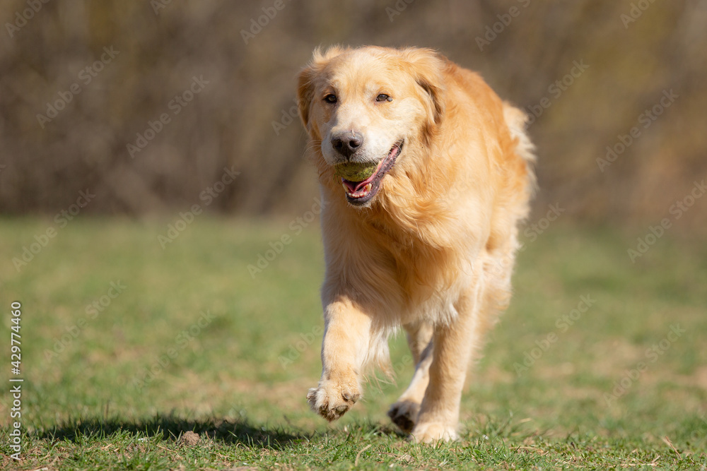 A beautiful Golden Retriever is runing in the grass