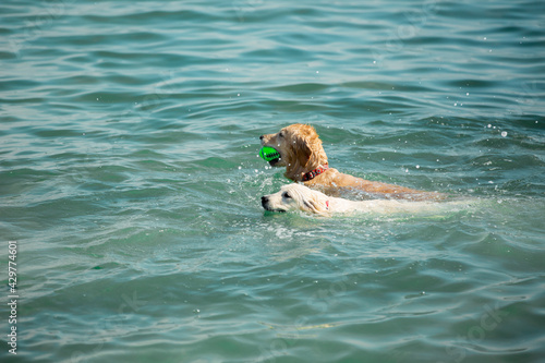 Golden retriever dogs swim in the sea