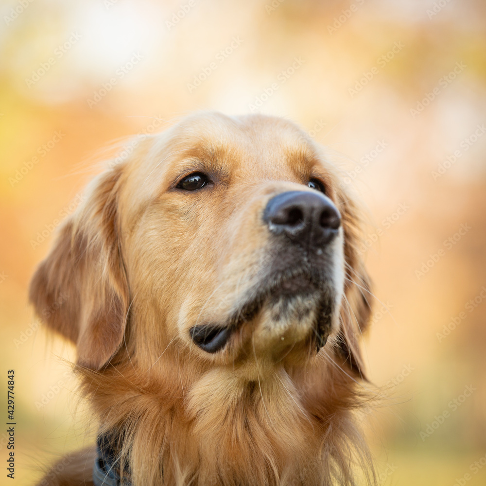 A beautiful Golden Retriever dog poses on the nature.