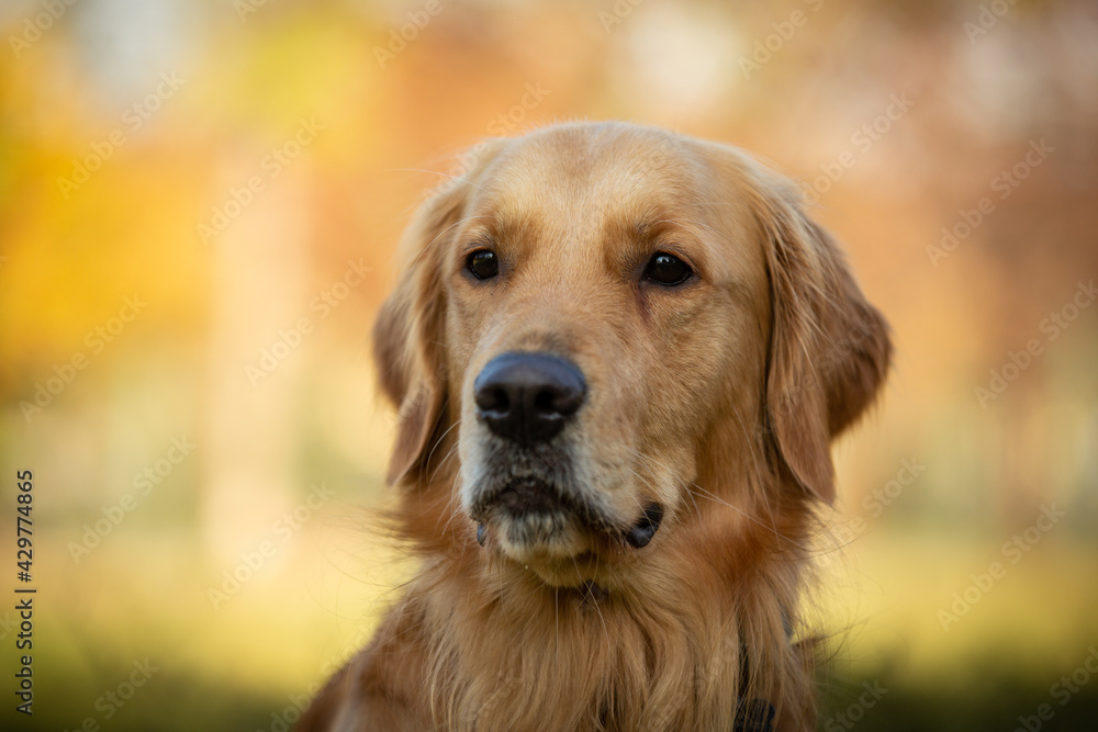 A beautiful Golden Retriever dog poses on the nature.