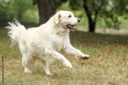 A beautiful Golden Retriever is runing in the grass