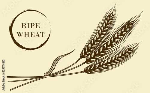 Vector illustration of ripe wheat in sketch style. For the decoration of natural products, pastries, cafes and restaurants.