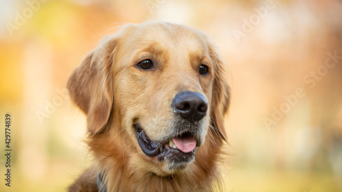 A beautiful Golden Retriever dog poses on the nature. © BOGDAN