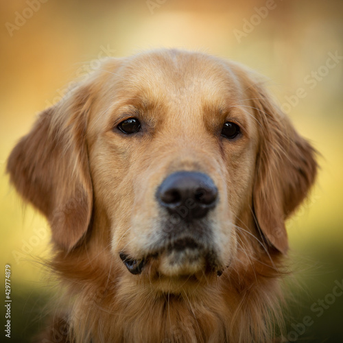 A beautiful Golden Retriever dog poses on the nature. © BOGDAN