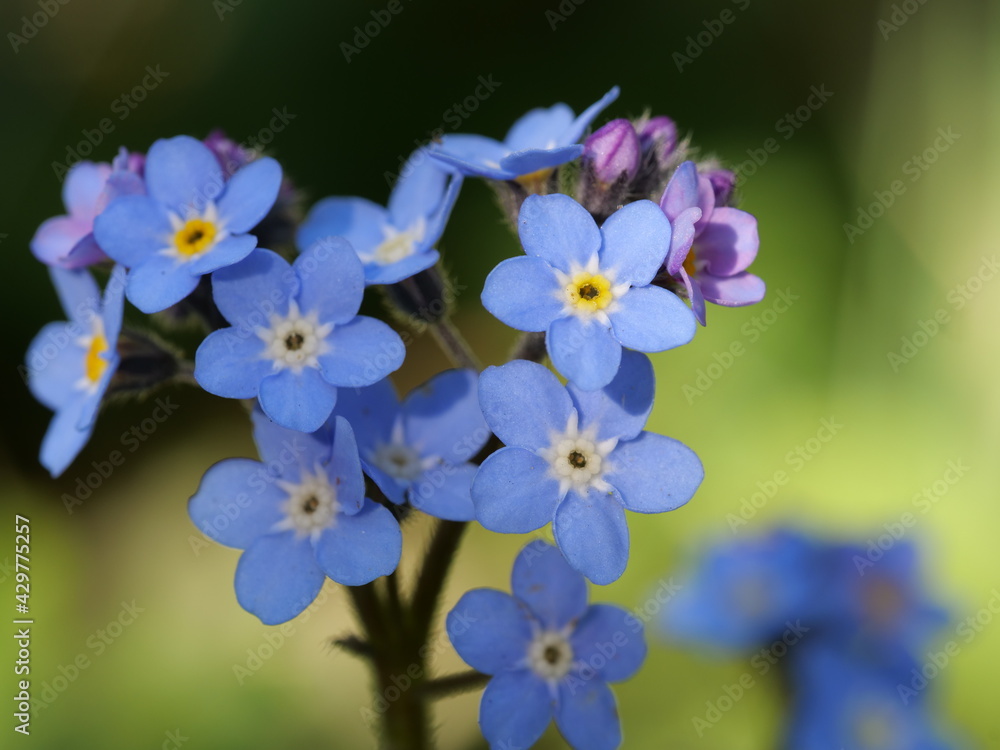 Myosotis sylvatica, the wood forget-me-not or woodland forget-me-not, is a species of flowering plant in the family Boraginaceae, native to Europe. Myosotis sylvatica, the wood forget-me-not or woodland forget-me-not, is a species of flowering plant in the family Boraginaceae, native to Europe.