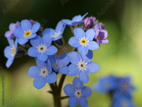 Myosotis sylvatica, the wood forget-me-not or woodland forget-me-not, is a species of flowering plant in the family Boraginaceae, native to Europe. © yujie