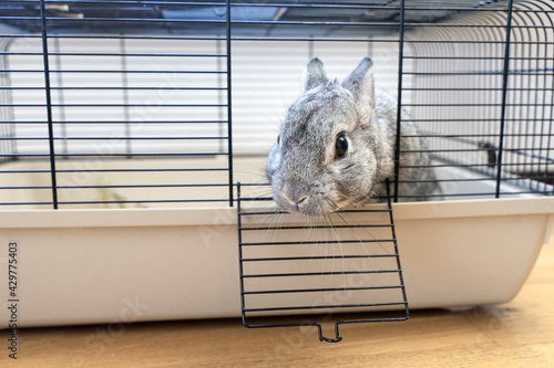 Grey rabbit sitting in a cage, close-up of rabbit muzzle, natural light, farming. bunny domestic anima, home pet