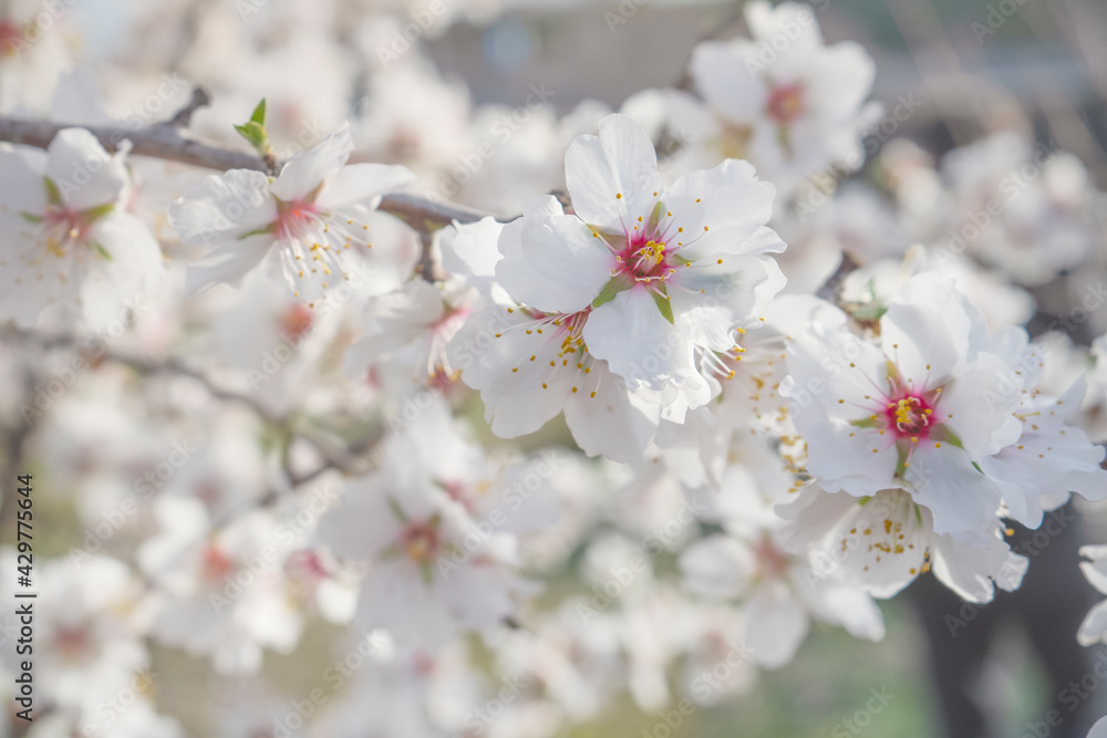 Almond flowers blossom in park ,welcome spring time Almond flowers blossom in park ,welcome spring time