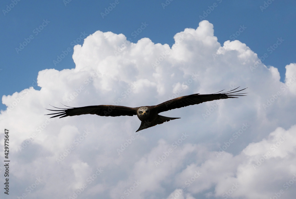 Fototapeta premium Flying hawk looking at the camera against the background of white clouds.