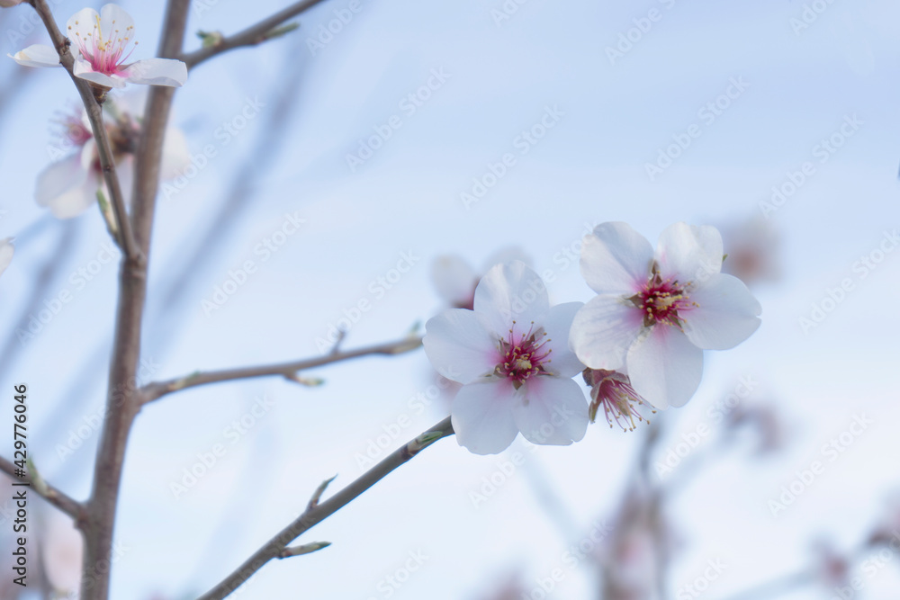 Almond flowers blossom in park ,welcome spring time Almond flowers blossom in park ,welcome spring time