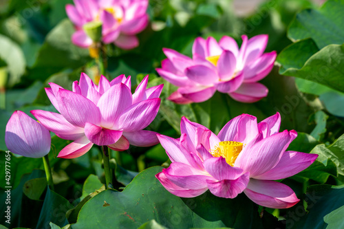 蓮の花 初夏のイメージ