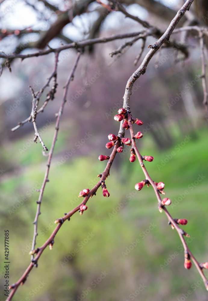 Fototapeta premium Cherry branch with flower buds.