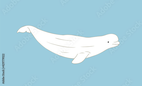 Cute Beluga whale vector illustration on blue background. Arctic cetacean white whale or sea canary