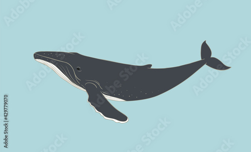 Humpback Whale flat illustration on blue background. Vector giant aquatic marine mammal