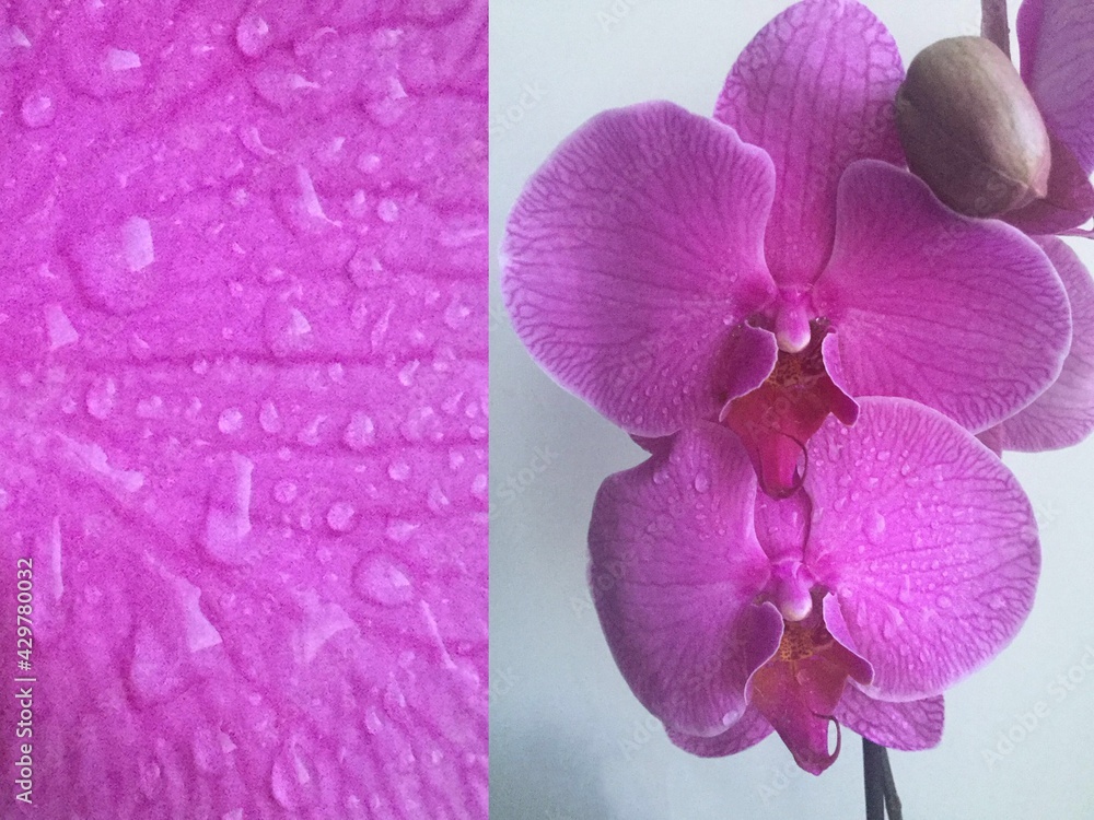 Fototapeta premium Fresh pink orchid flower collage nature beauty decorative background web template design festive invitation gift greeting card creative decoration artwork