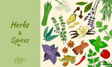 Drawn herbs and spices set. Sketsh of natural spices and kithen herbs. Botanical illustrations of aromatic plants.