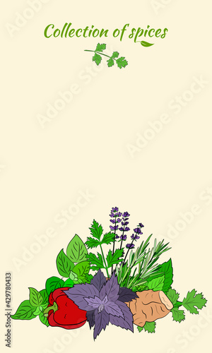 Drawn herbs and spices set. Sketsh of natural spices and kithen herbs. Botanical illustrations of aromatic plants. photo