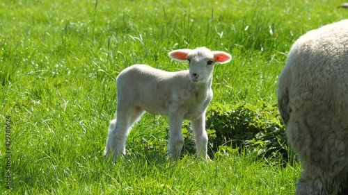 Cute little lamb in spring on pasture