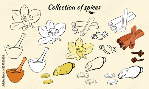 Drawn herbs and spices set. Sketsh of natural spices and kithen herbs. Botanical illustrations of aromatic plants. photo