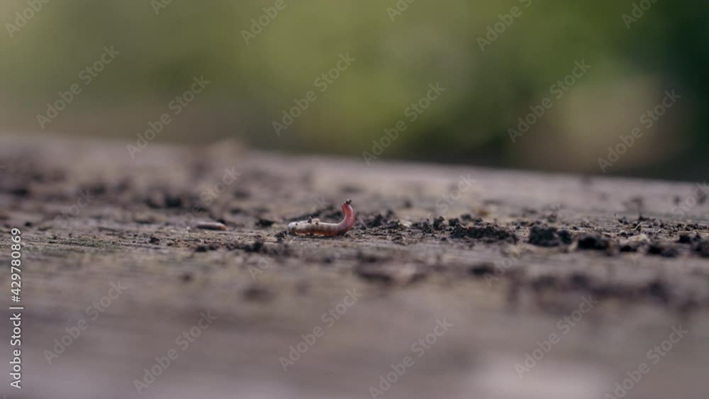 Macro shot of a worm writhing in the dirt on a sunny day Macro shot of a worm writhing in the dirt on a sunny day