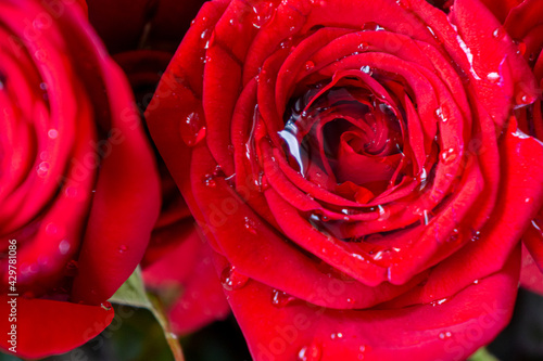 A Close-up of a Red Rose with Waterdrops