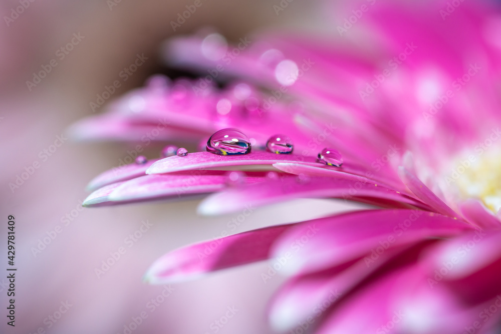 デイジーの花びらと水滴 デイジーの花びらと水滴