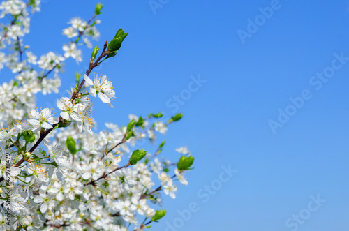 Branches of blossoming cherry on blue sky background in sunlight with copy space. 