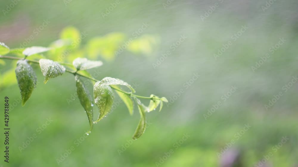 The concept for design blurred and defocus effect season. Sunbeam is outdoor in a park and rainy. Copy space on right for the design or text. Abstract bokeh green color for nature background The concept for design blurred and defocus effect season. Sunbeam is outdoor in a park and rainy. Copy space on right for the design or text. Abstract bokeh green color for nature background