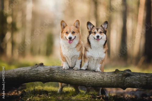 Two welsh corgi pembroke dogs in a forest