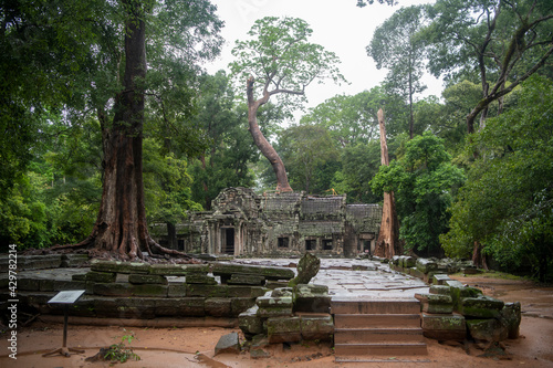  Та Prohm is the largest temple, it rains in the rainy season. Restorers spared banyan trees with their aerial roots. The preserved symbiosis of stone and wood allows us to see Ta Prohm in this form.