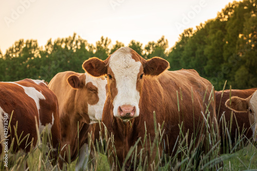 Fotobehang Cows in spring