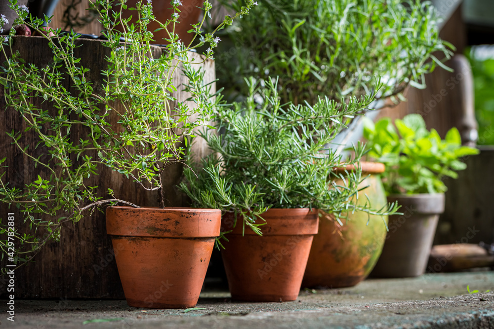 Ecological herbs in clay pots. Rustic garden in summer afternoon.