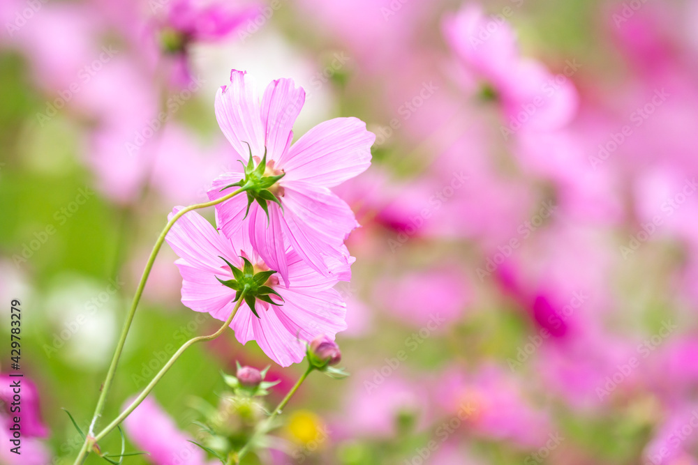 コスモスの花　秋のイメージ