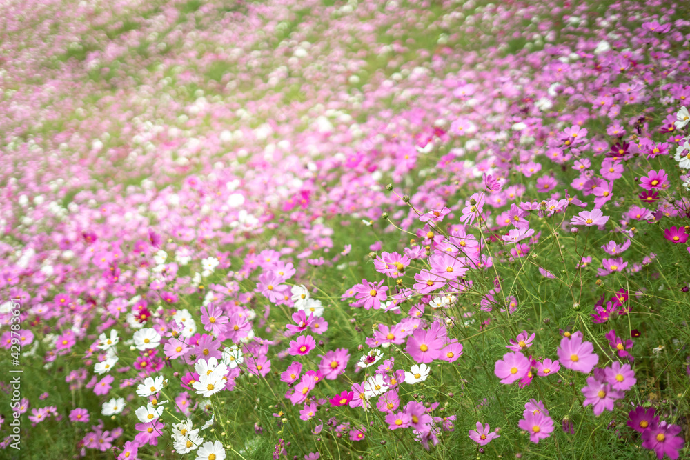 コスモスの花　秋のイメージ