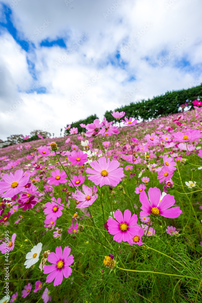 コスモスの花 秋のイメージ コスモスの花 秋のイメージ