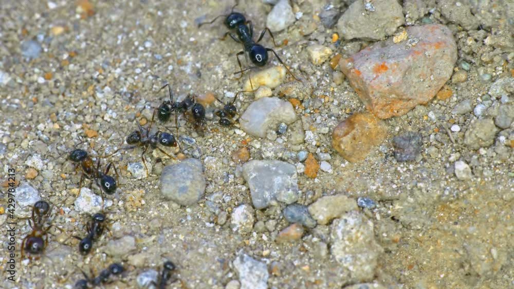 Group of ants on the ground 4k Group of ants on the ground 4k