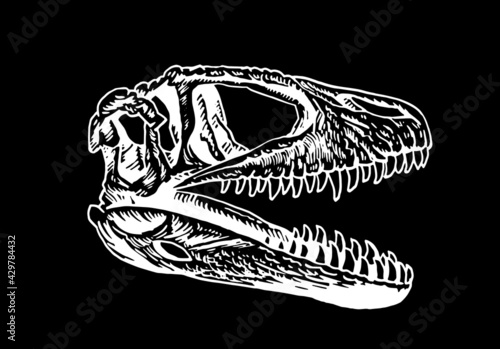 Graphical skull of raptor isolated on black,vector illustration